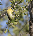 Nashville Warbler 7361
